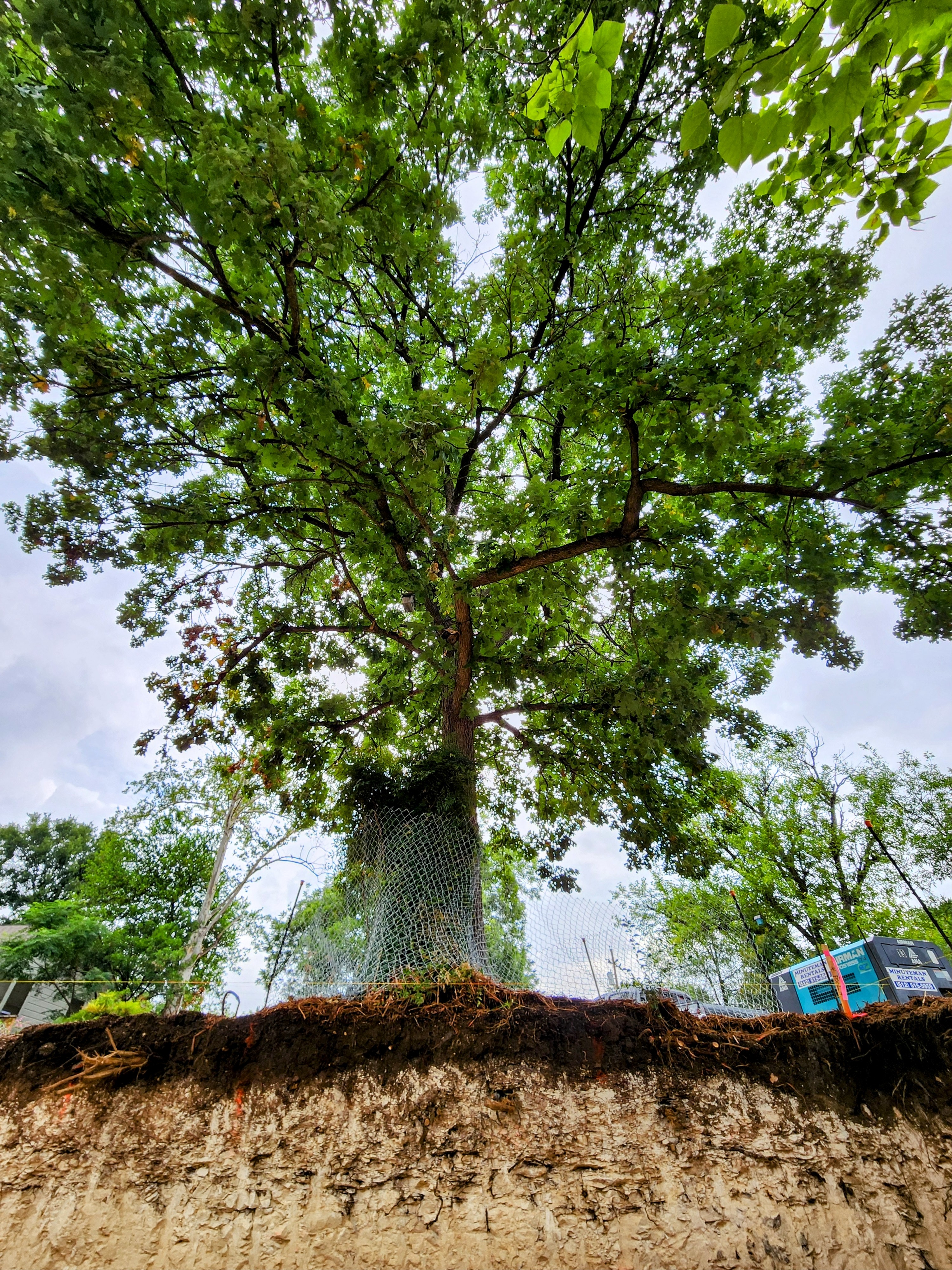 A cross-section of rich, healthy soil with deep roots